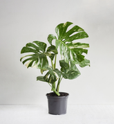 Monstera Thai Con